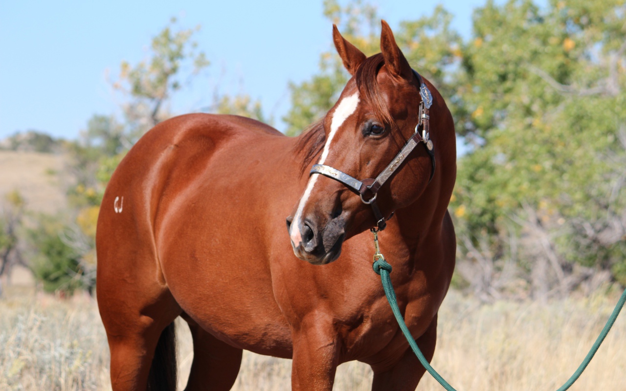 Большой коричневый конь на привязи
