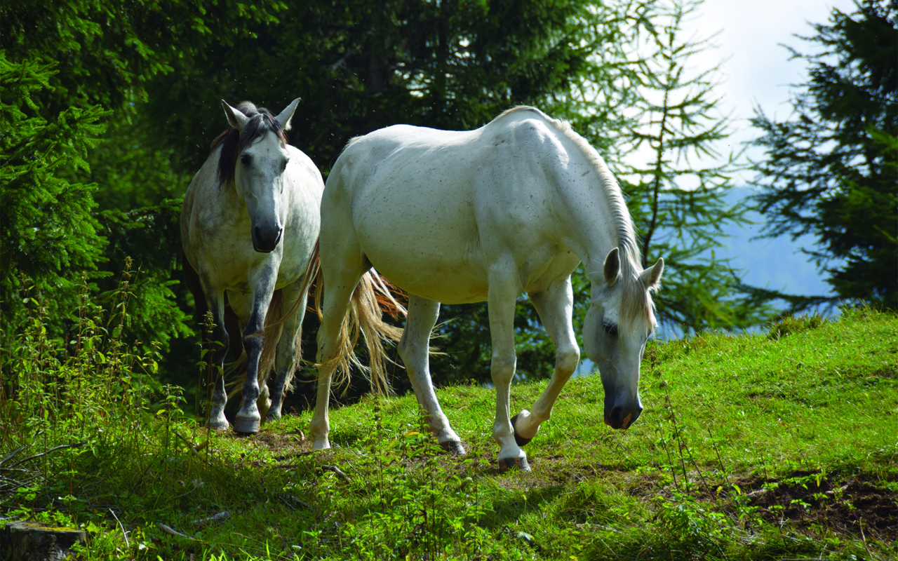 Две белые лошади на зеленой траве