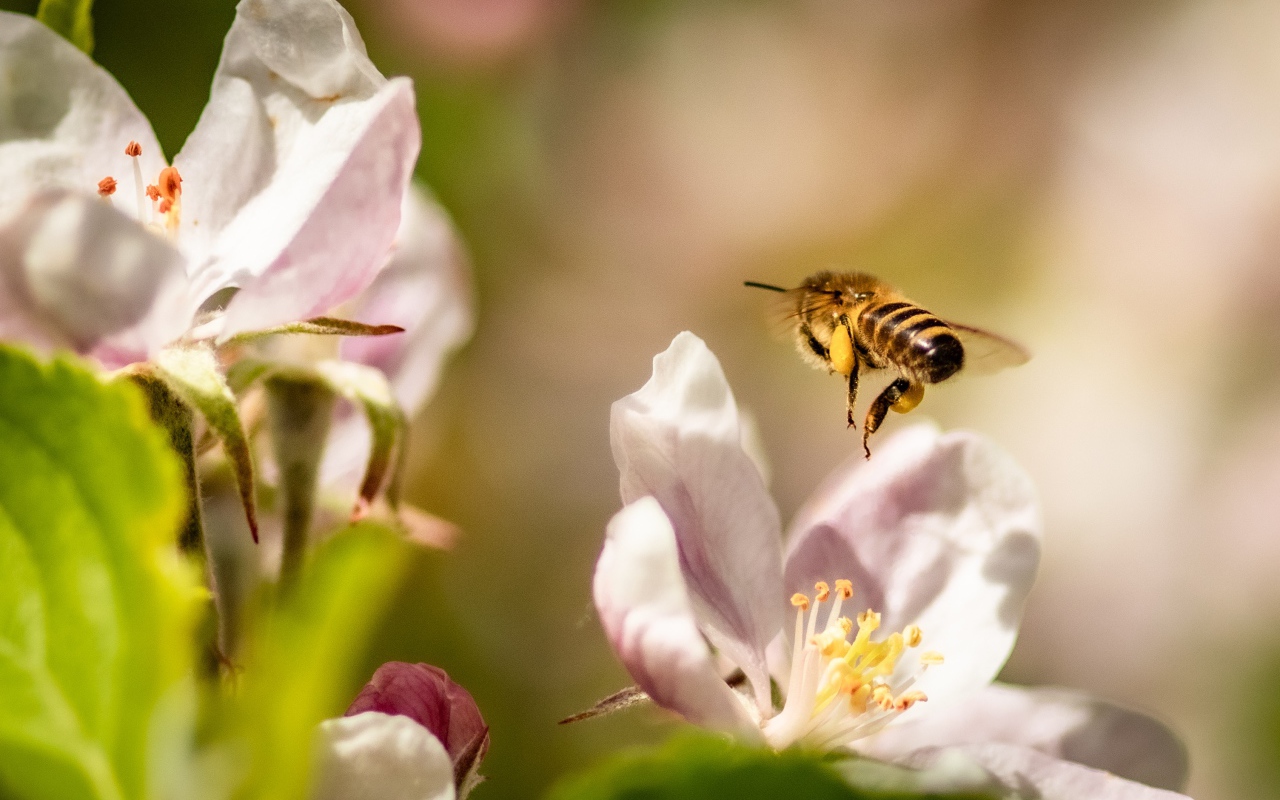 Пчела летает над розовыми цветами яблони 