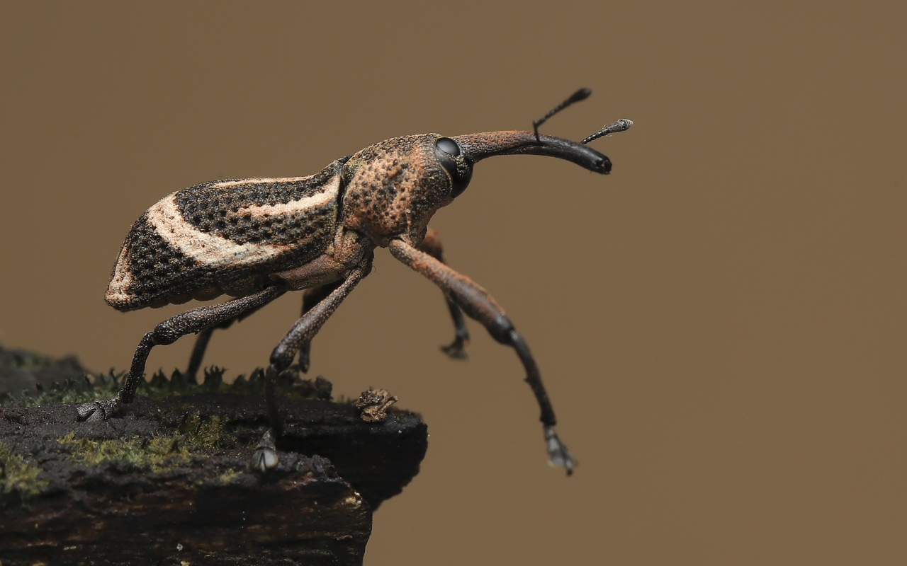 Большой жук долгоносик крупным планом