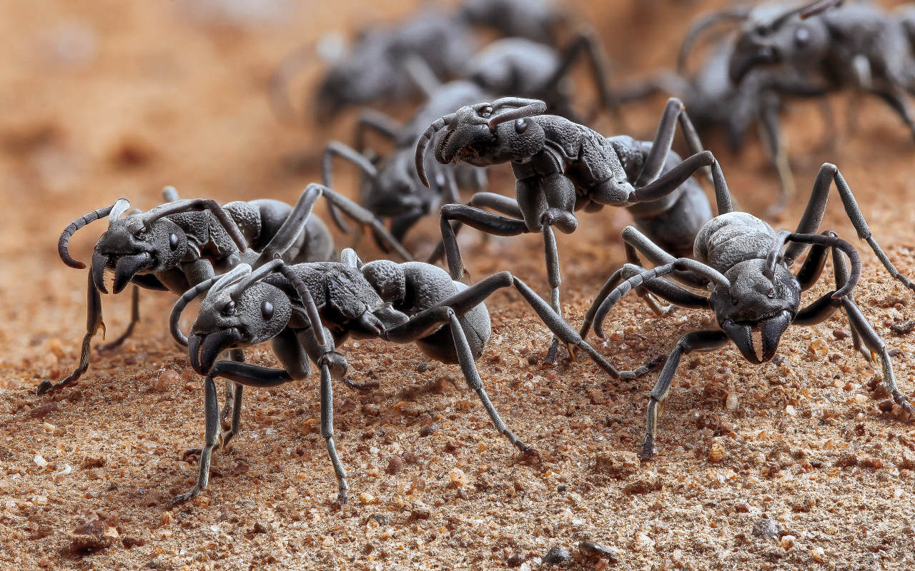 Большие черные муравьи крупным планом