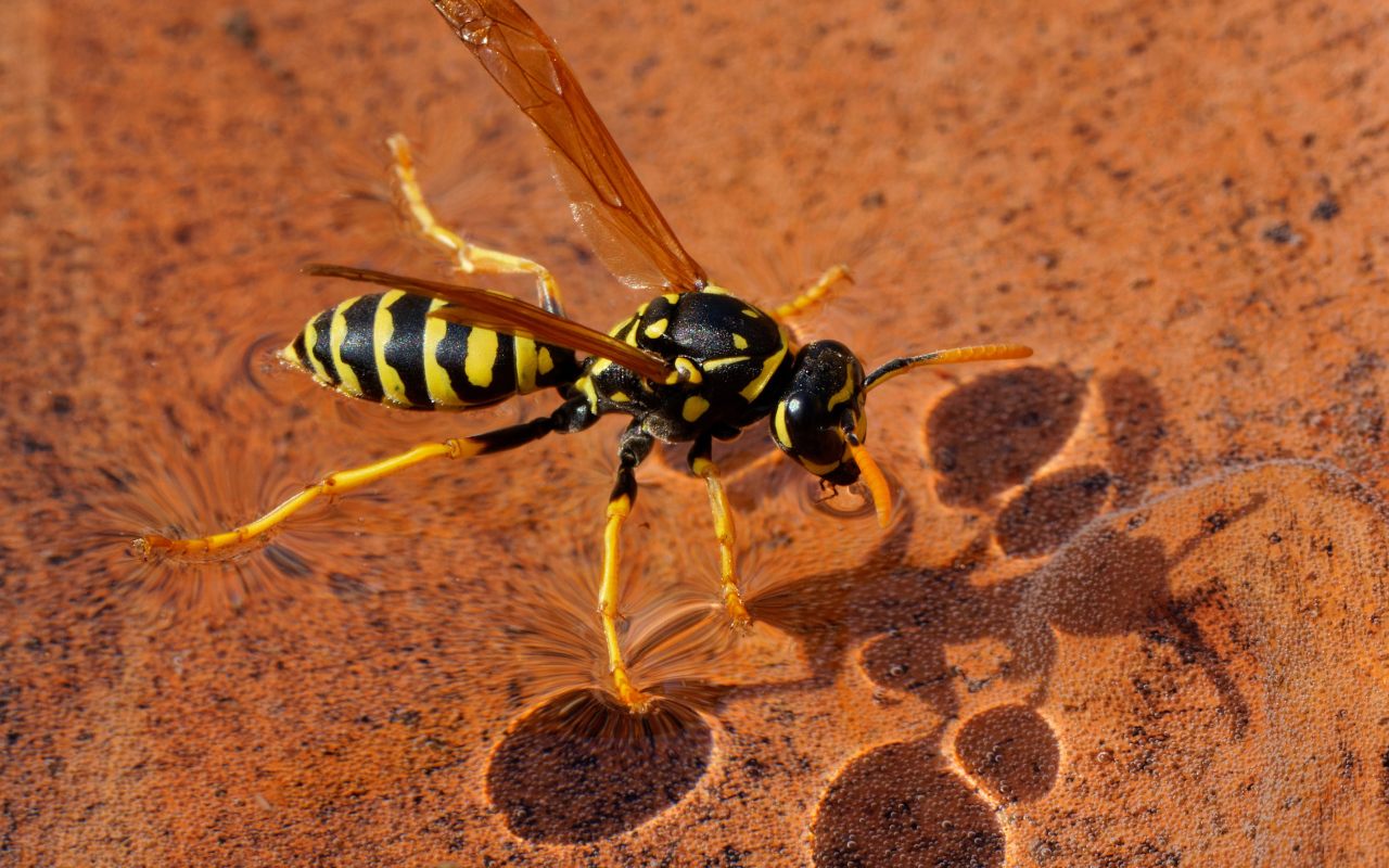 Большая желтая оса сидит на воде 