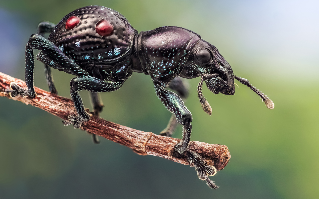 Черный жук долгоносик сидит на ветке дерева