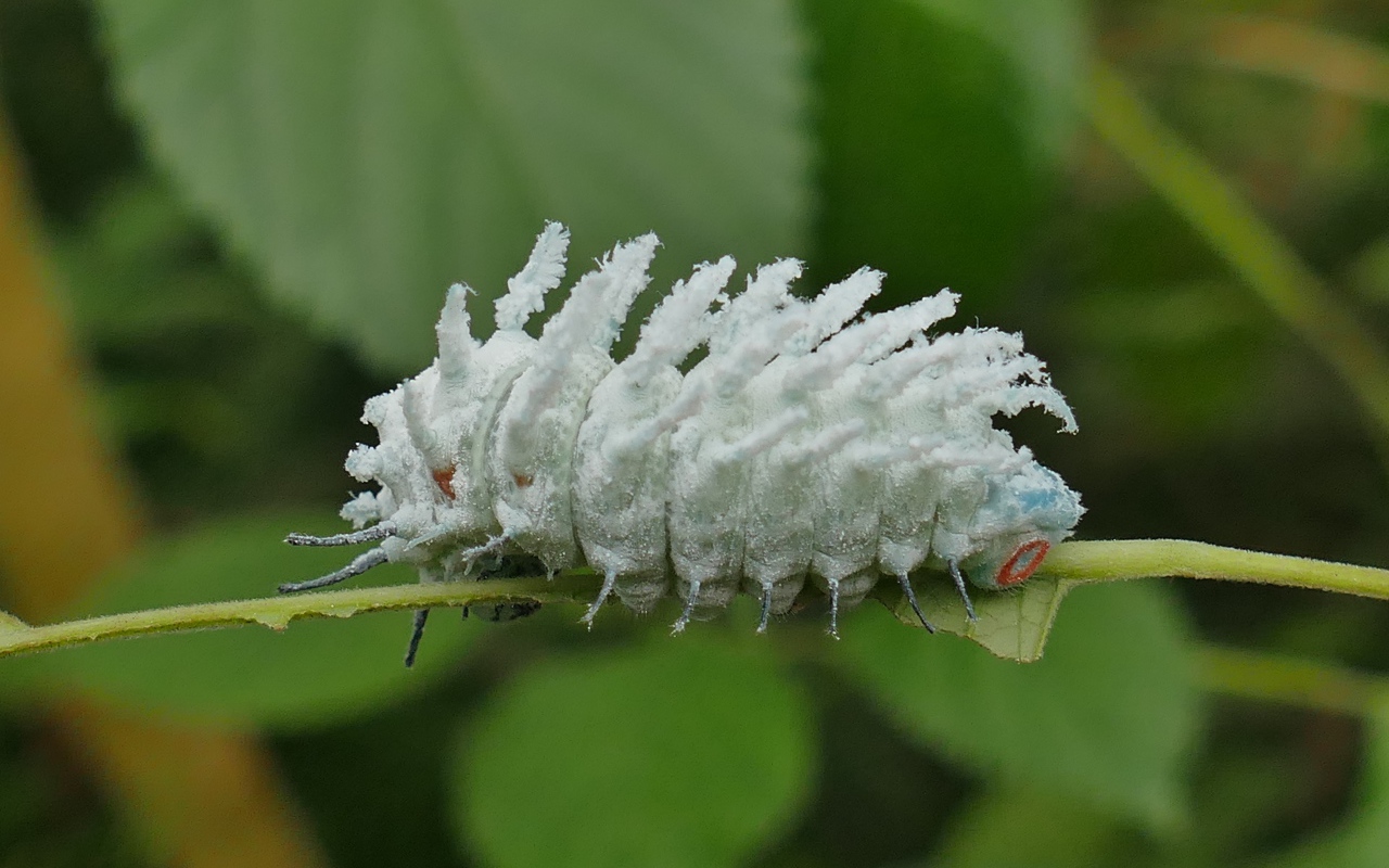 Голубая необычная гусеница