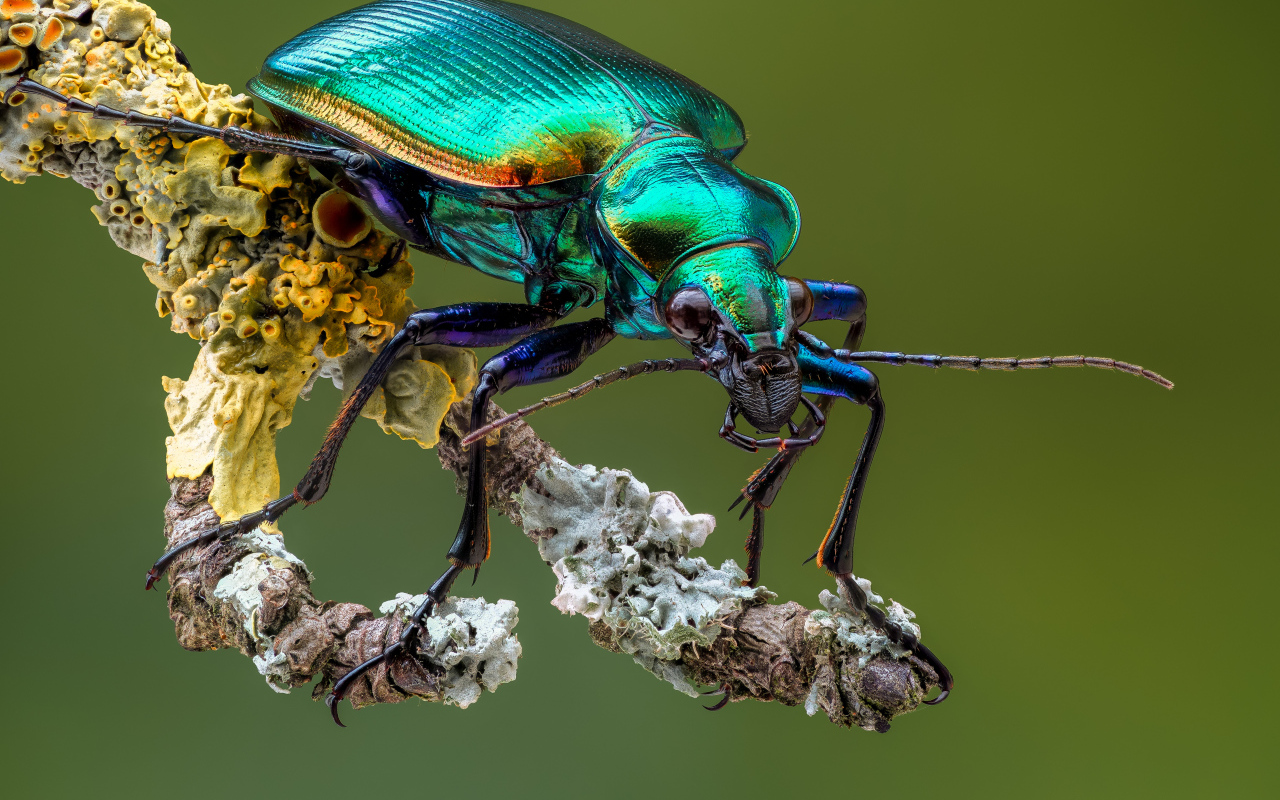 Яркий жук Красотел на ветке крупным планом