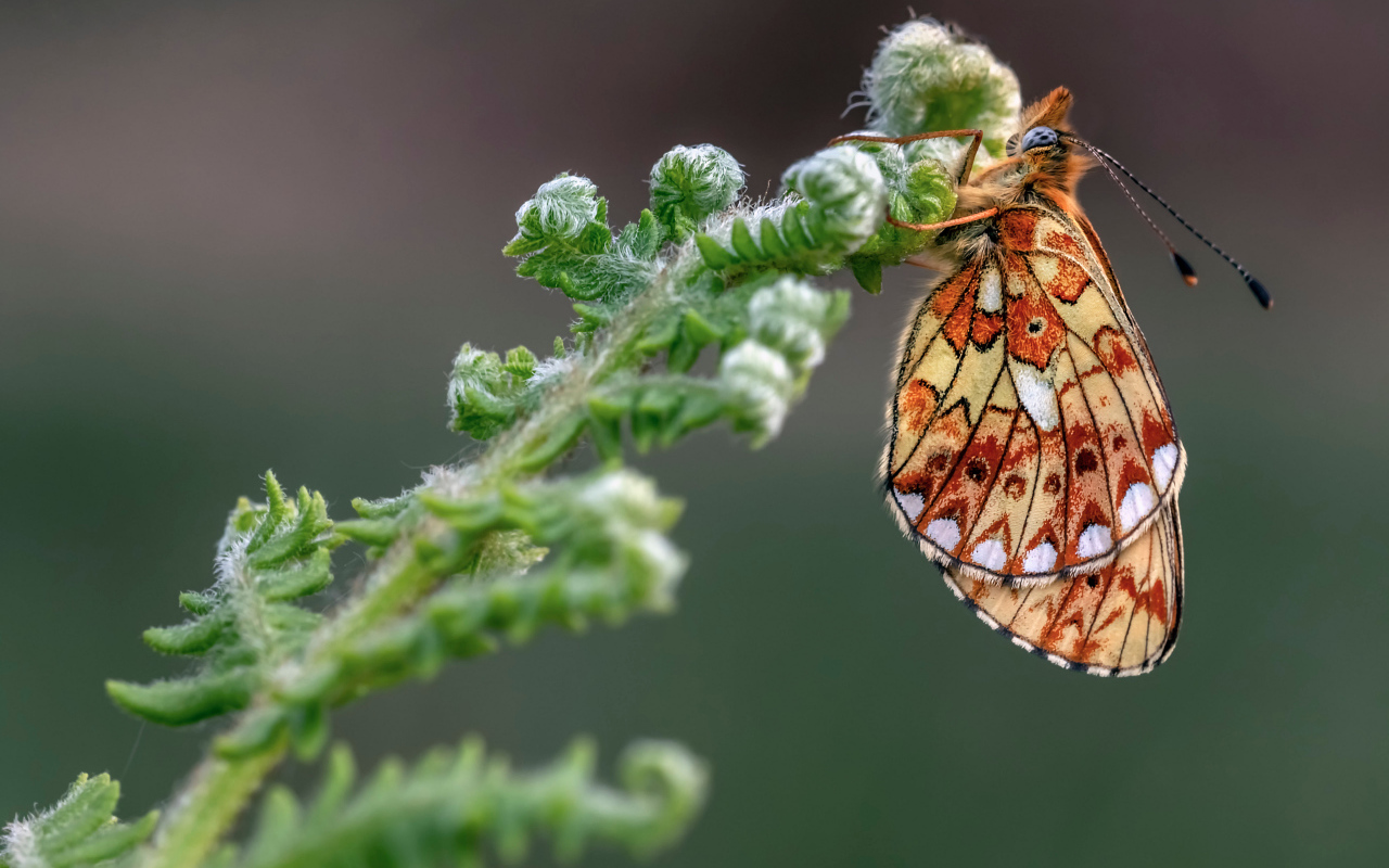 Коричневая бабочка на зеленом цветке папоротника 