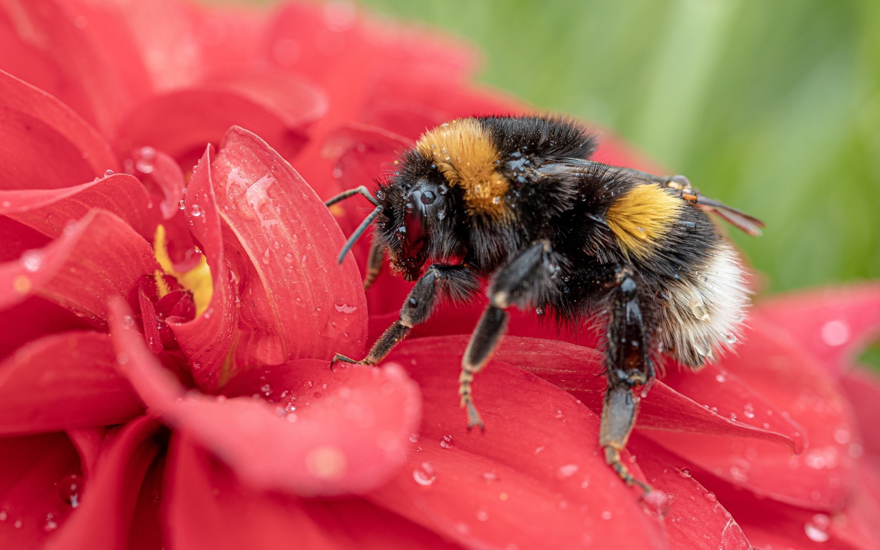 Шмель на красном цветке в каплях воды 