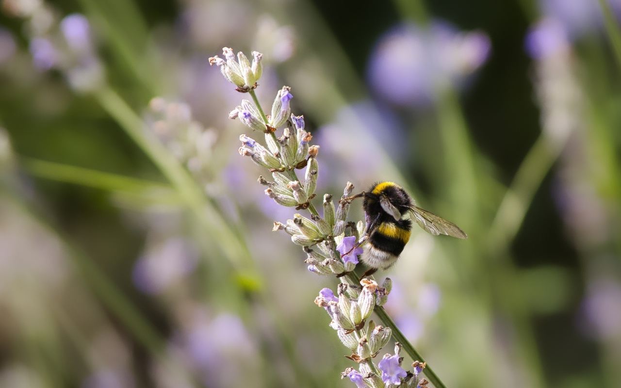 Шмель сидит на ветке лаванды