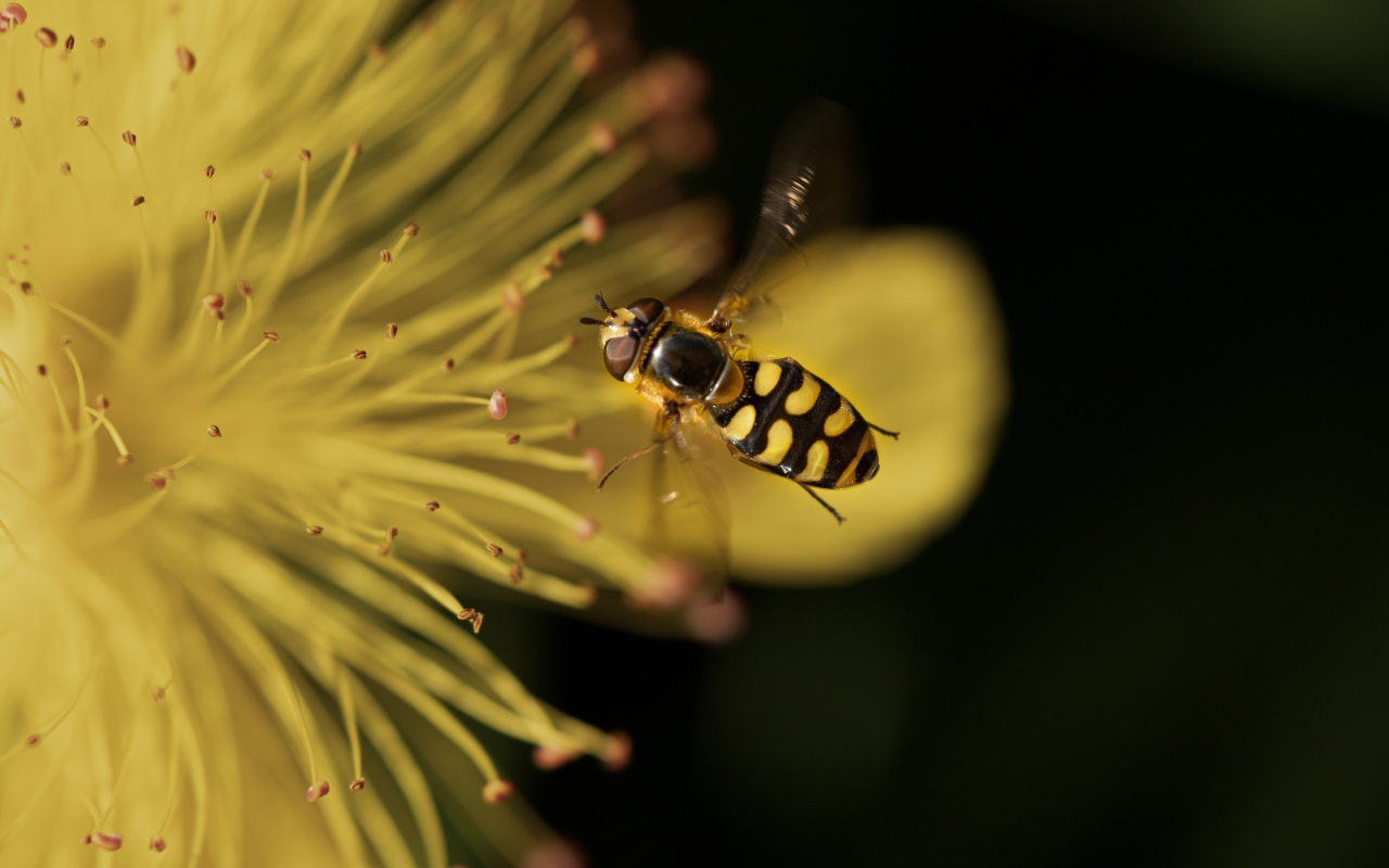 Муха журчалка у желтого цветка 