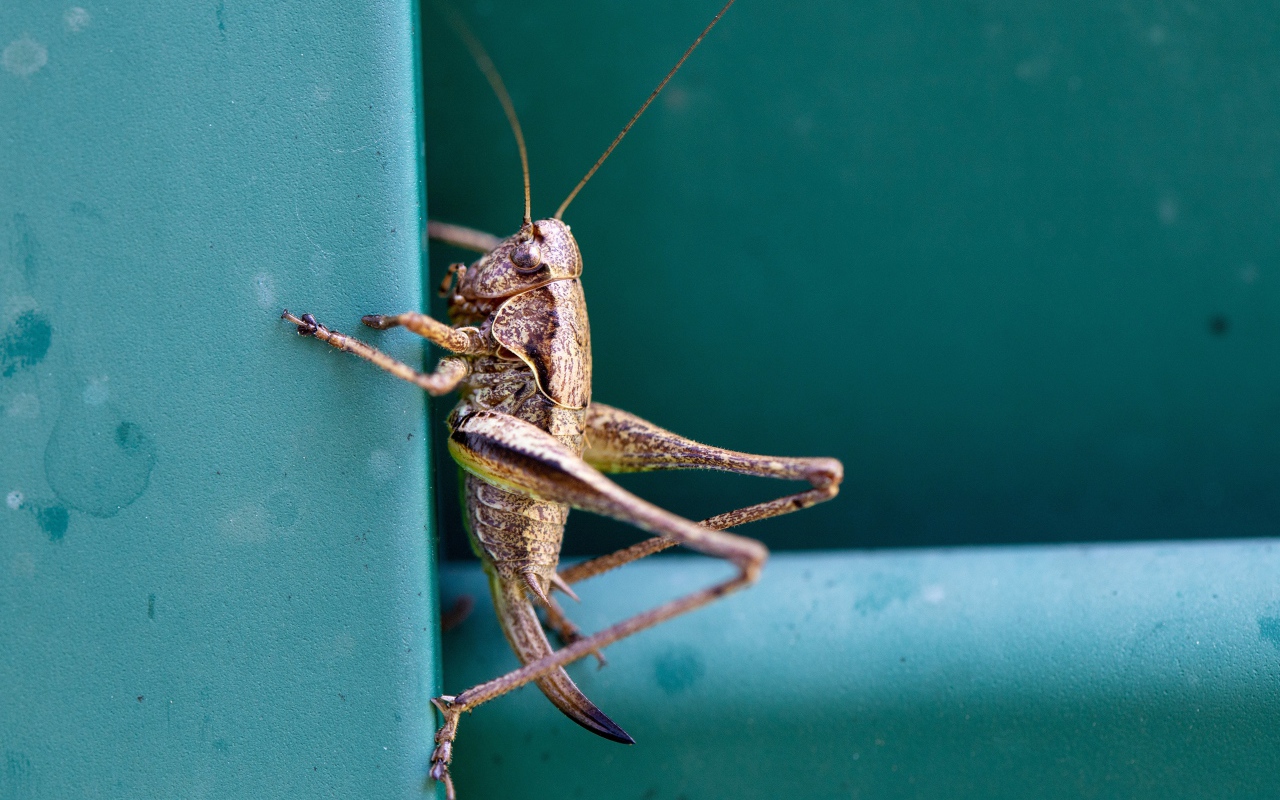 Большой кузнечик сидит на стене