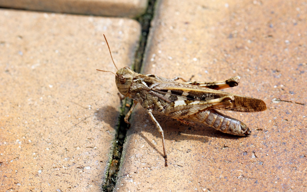 Большой серый кузнечик на плитке