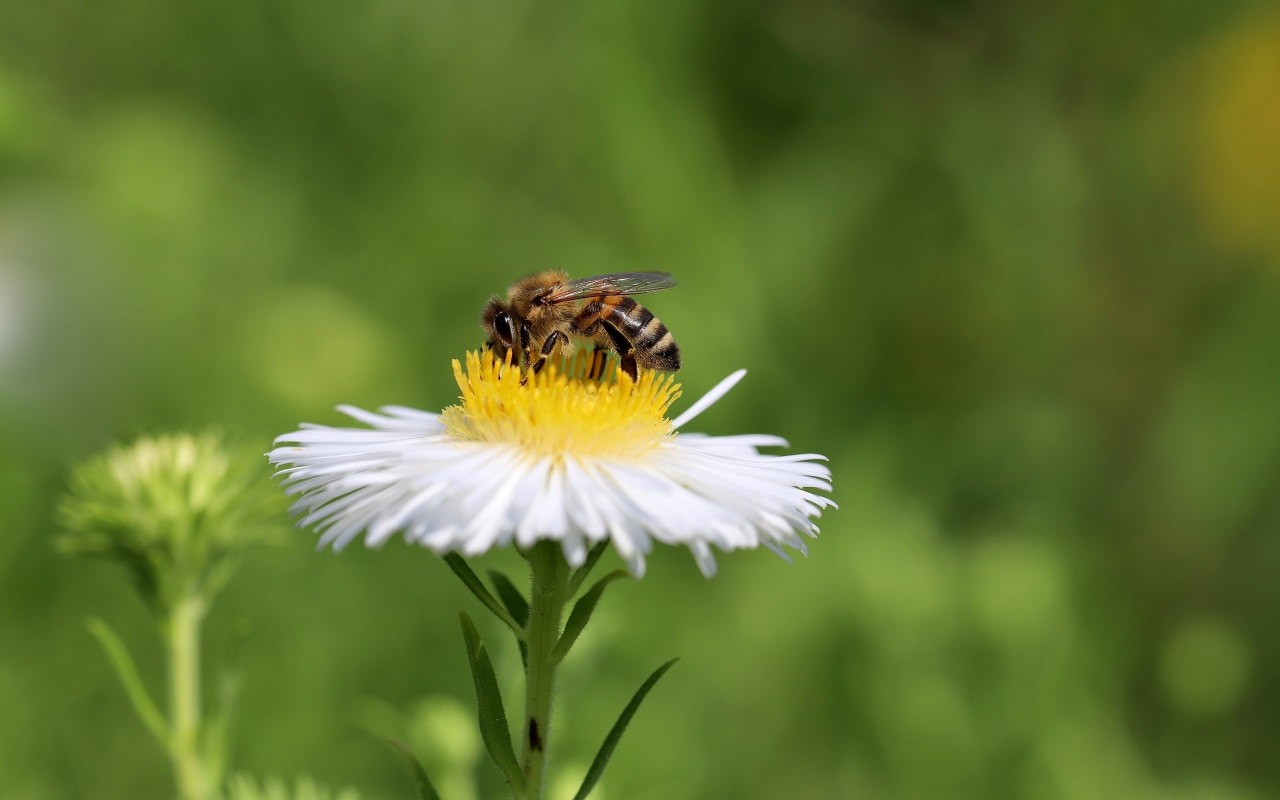 Маленькая пчела сидит на белом полевом цветке 