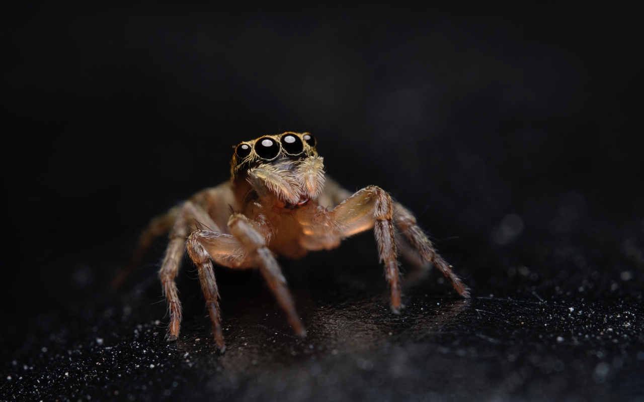 Паук с большими черными глазами крупным планом