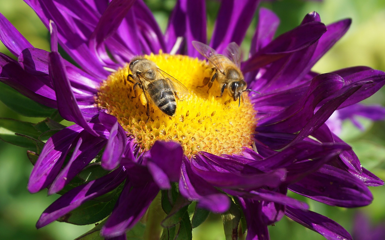 Две пчелы сидят на цветке астры