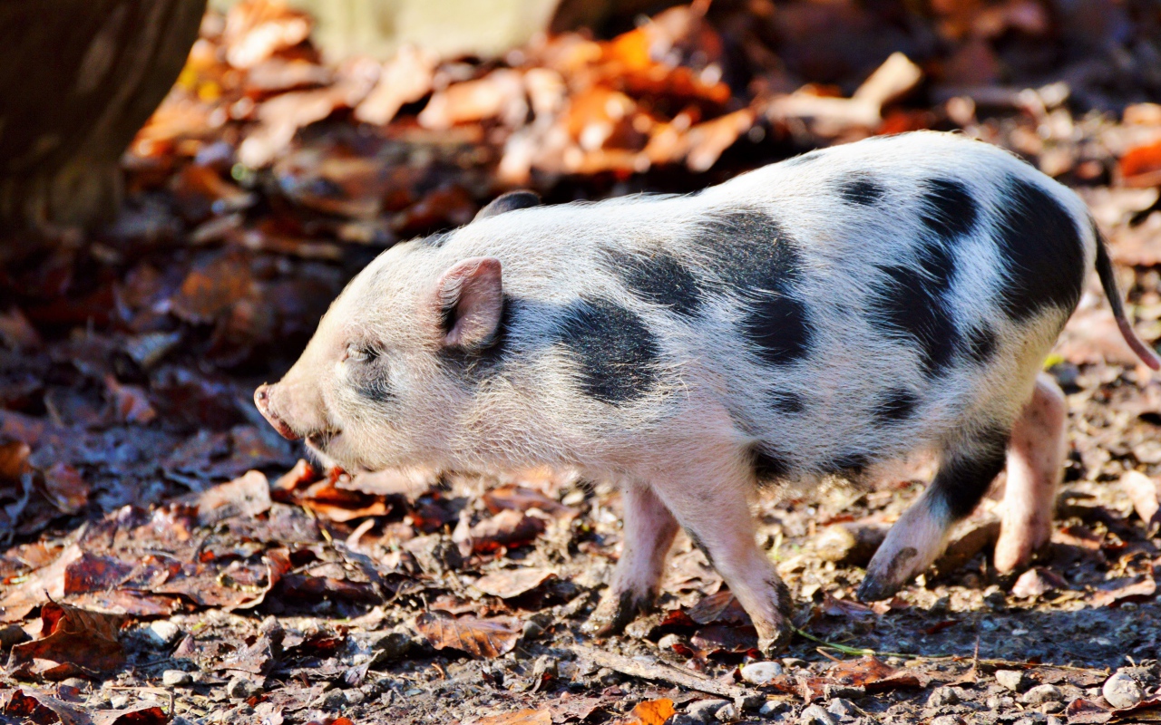 Маленький мини пиг гуляет в парке 