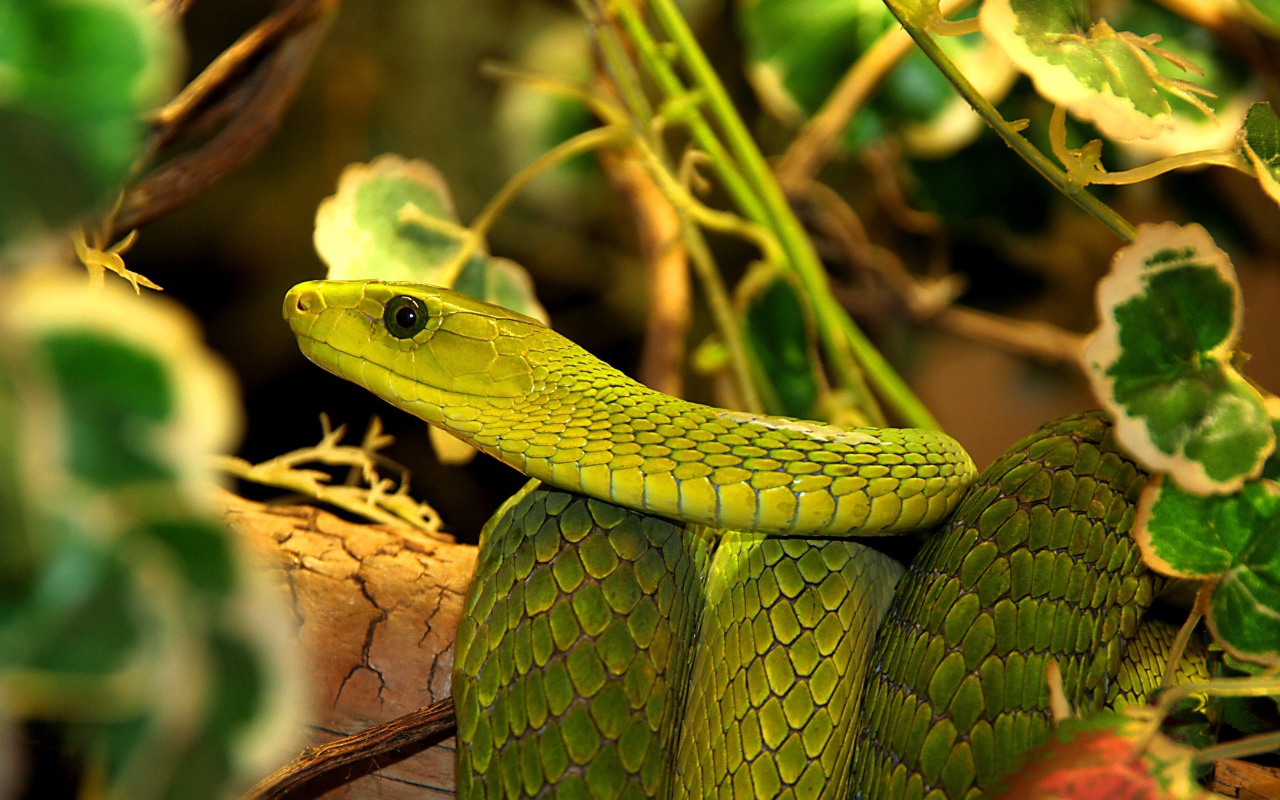 Большая зеленая змея в листьях 