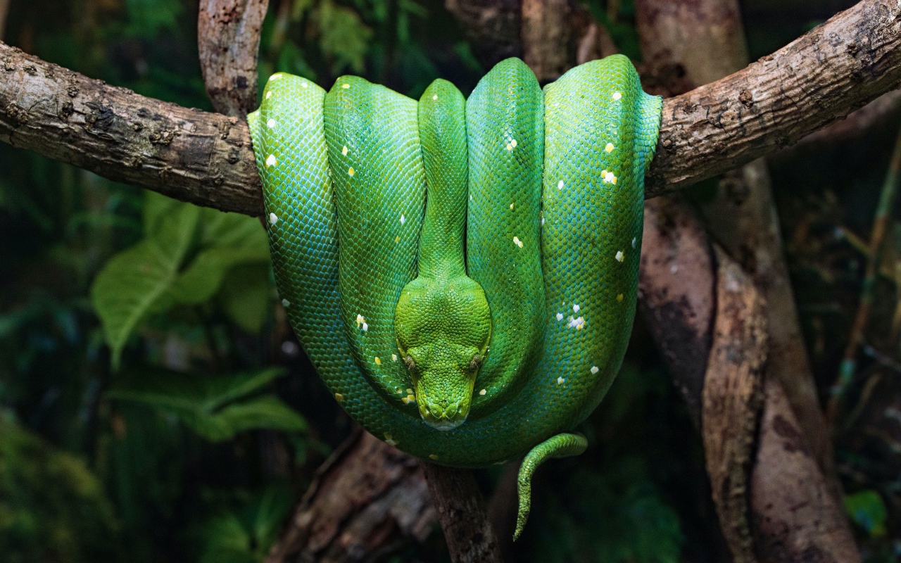 Зеленая змея висит на ветке дерева 