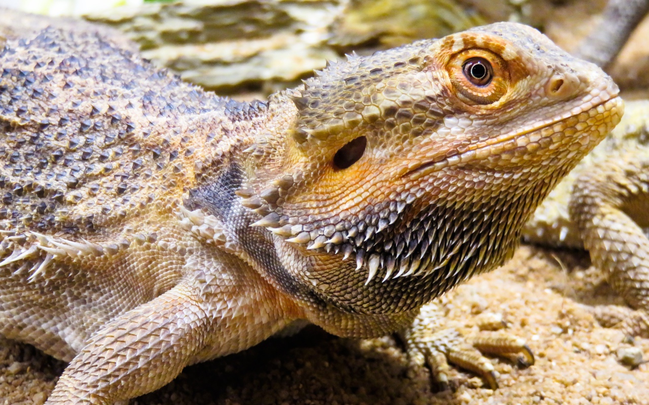 Большая колючая игуана крупным планом
