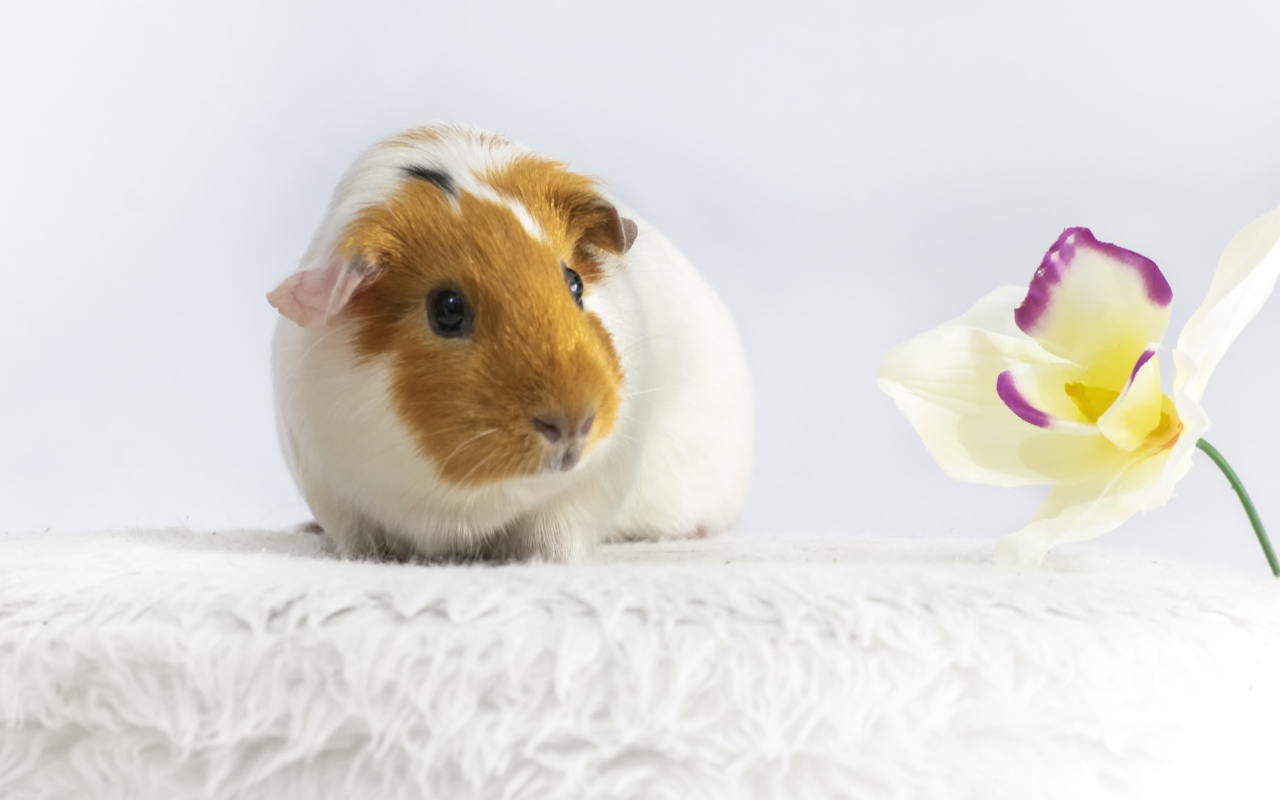 Морская свинка с белым цветком орхидеи