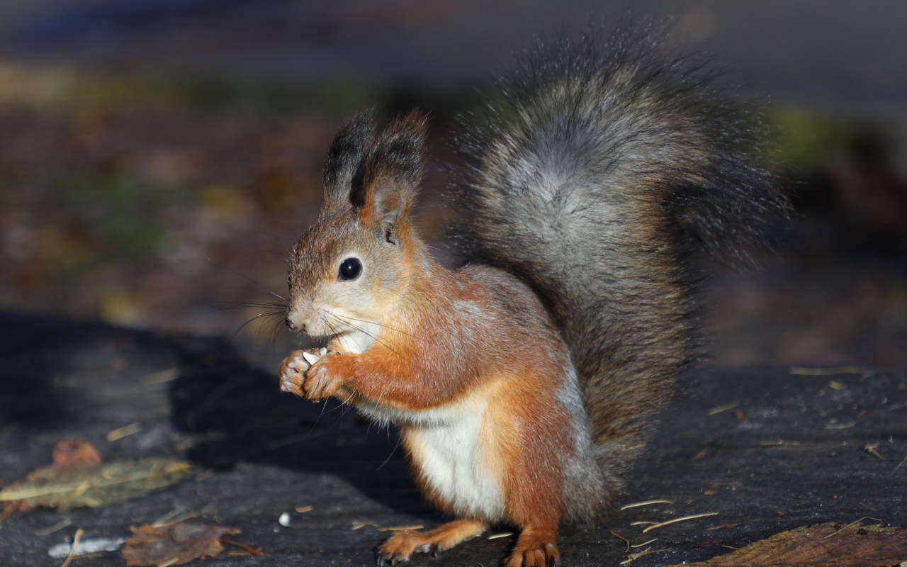 Маленькая рыжая белка грызет орех