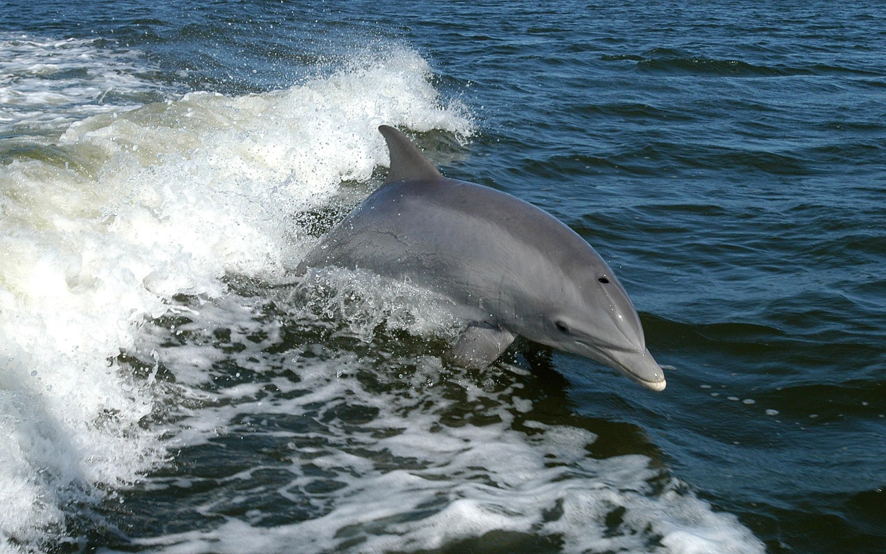 Серый дельфин выпрыгивает из воды
