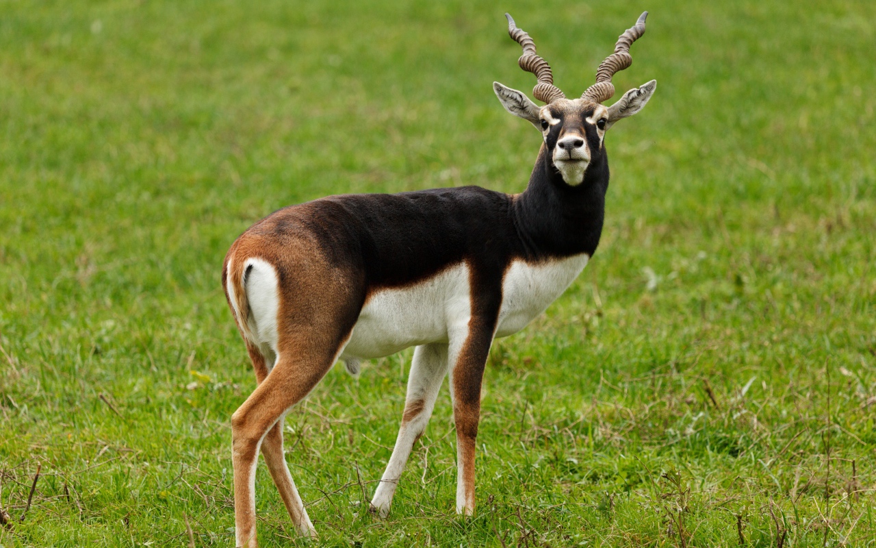 Большая антилопа на зеленой траве