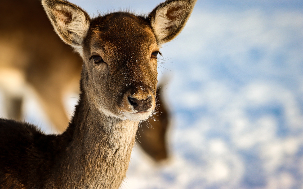 Олениха крупным планом 