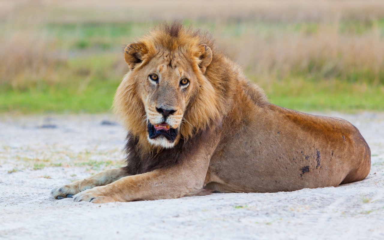 Большой лев с открытой пастью лежит на песке