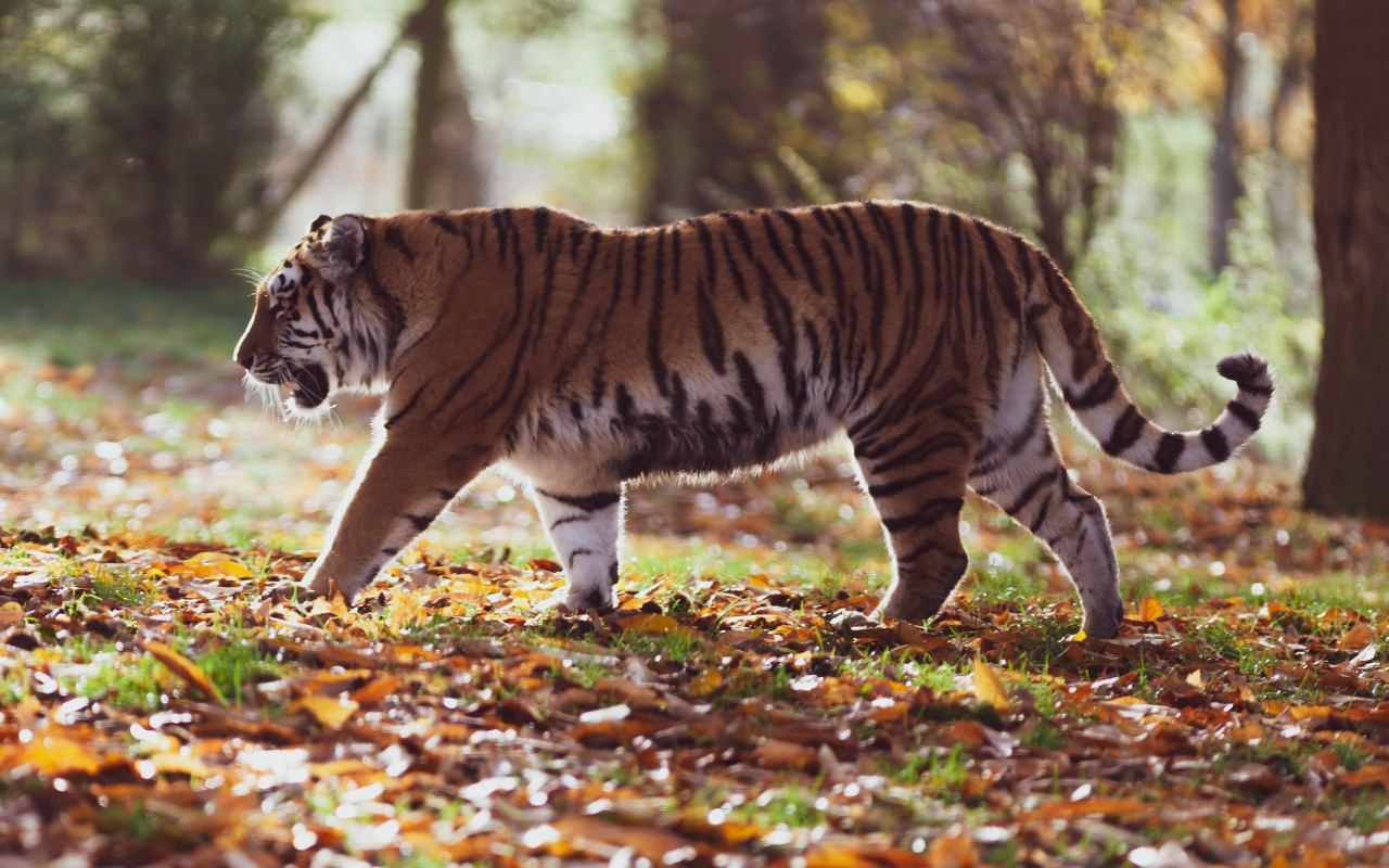 Большой полосатый амурский тигр в осеннем лесу 
