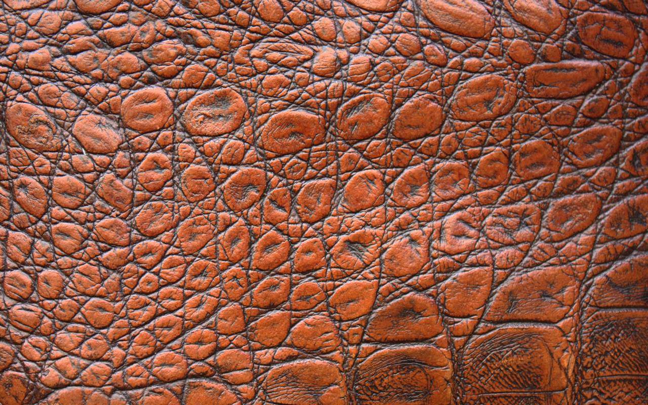 Коричневая кожа крокодила крупным планом, фон