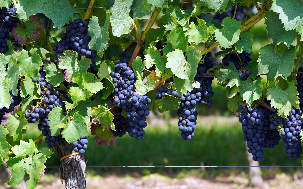 Большие гроздья синего винного винограда на лозе