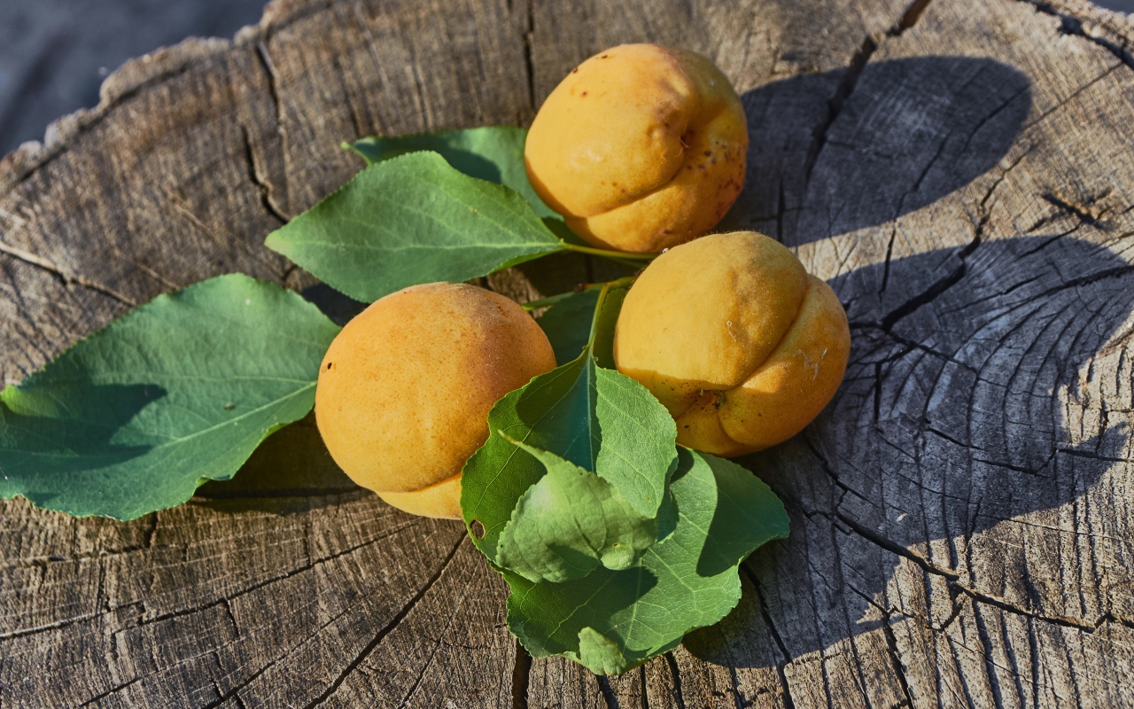 Три желтых абрикоса на деревянном пне