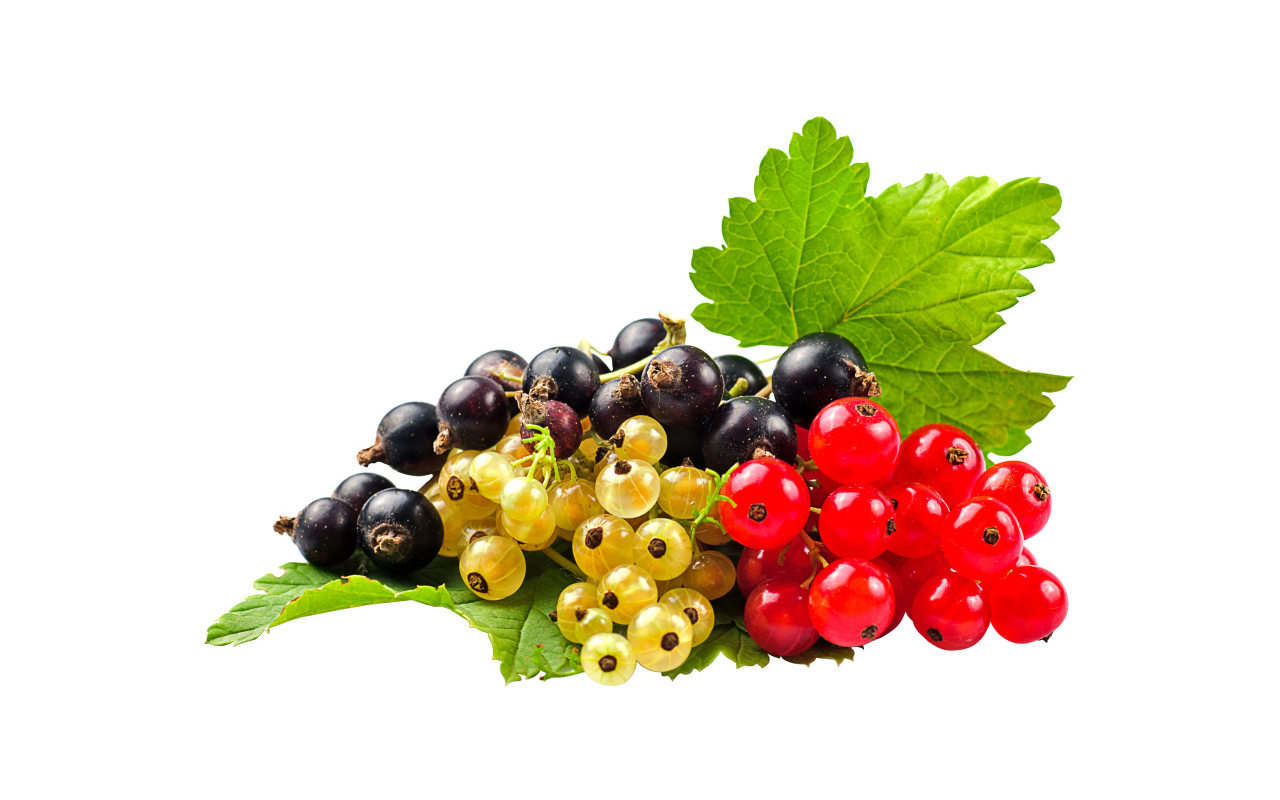 Желтая, черная и красная смородина на белом фоне
