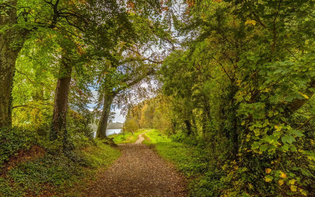 Красивый парк с зелеными деревьями у реки