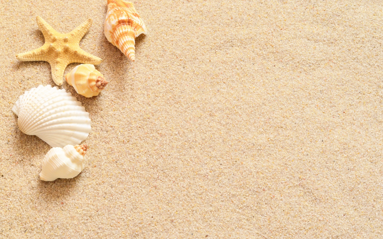 Ракушки и морская звезда лежат на желтом песке