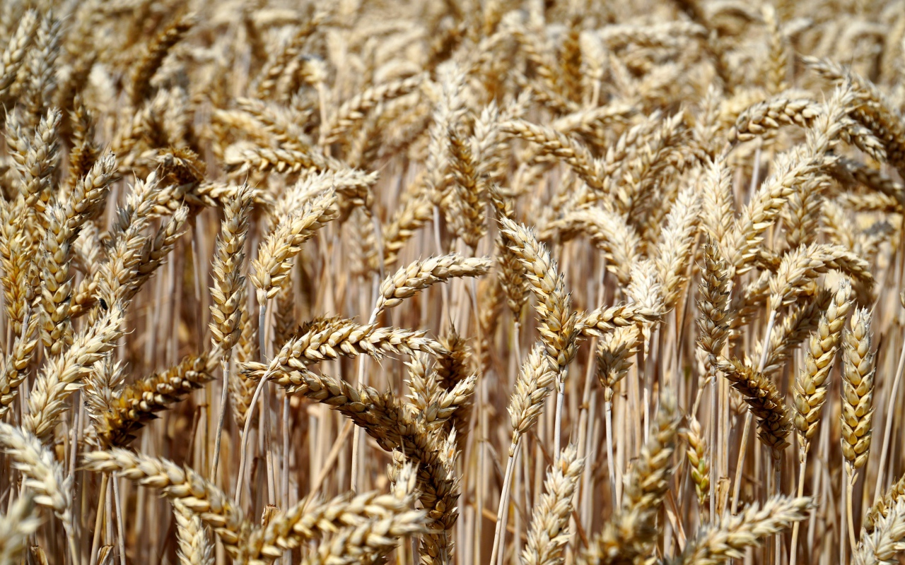 Спелые колосья пшеницы на поле 