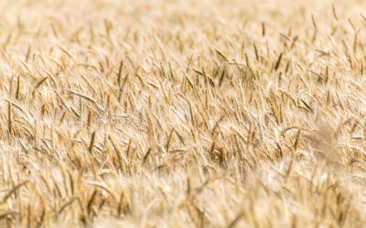 Поле спелой пшеницы осенью