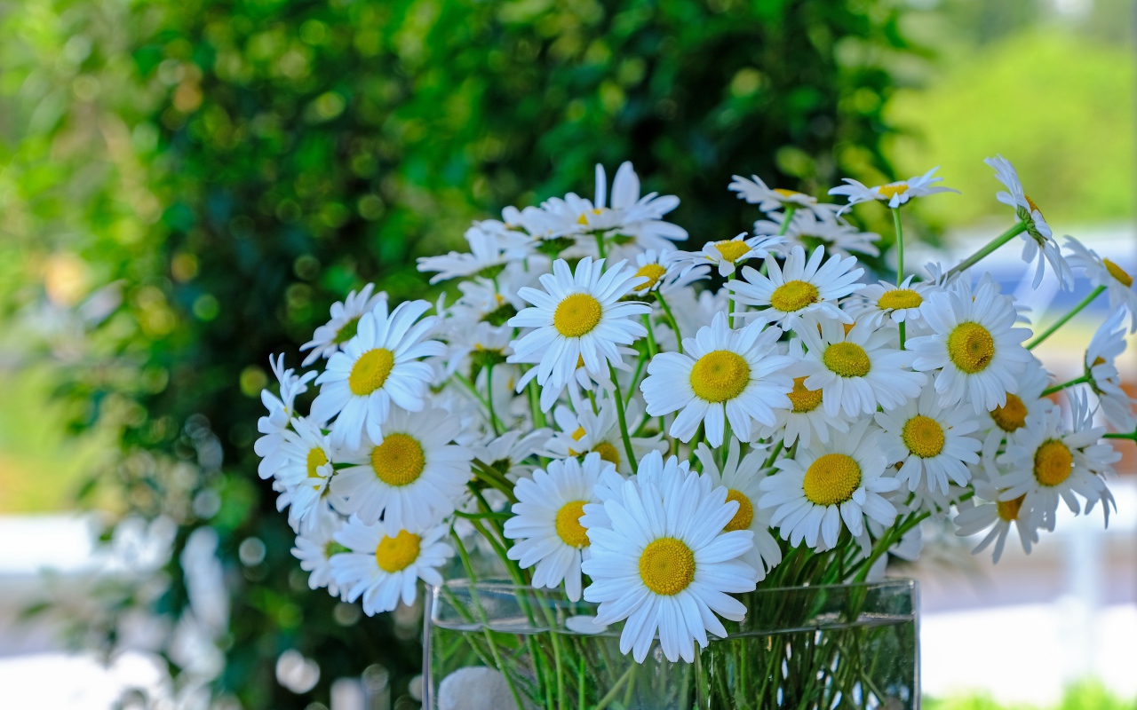 Большой букет белых ромашек в стеклянной вазе на столе 
