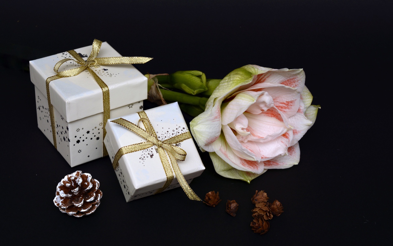 Цветок амариллиса с подарками на черном фоне