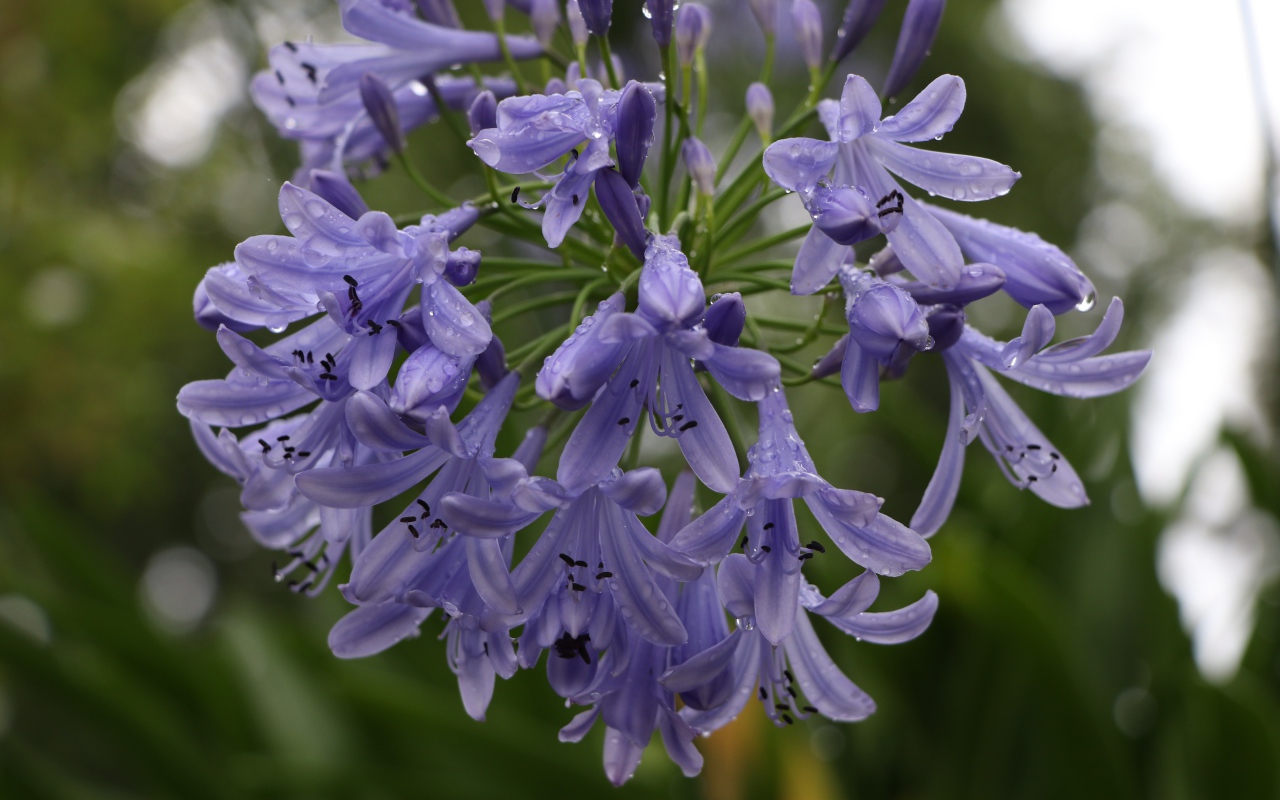 Красивые цветы Агапантус в каплях росы