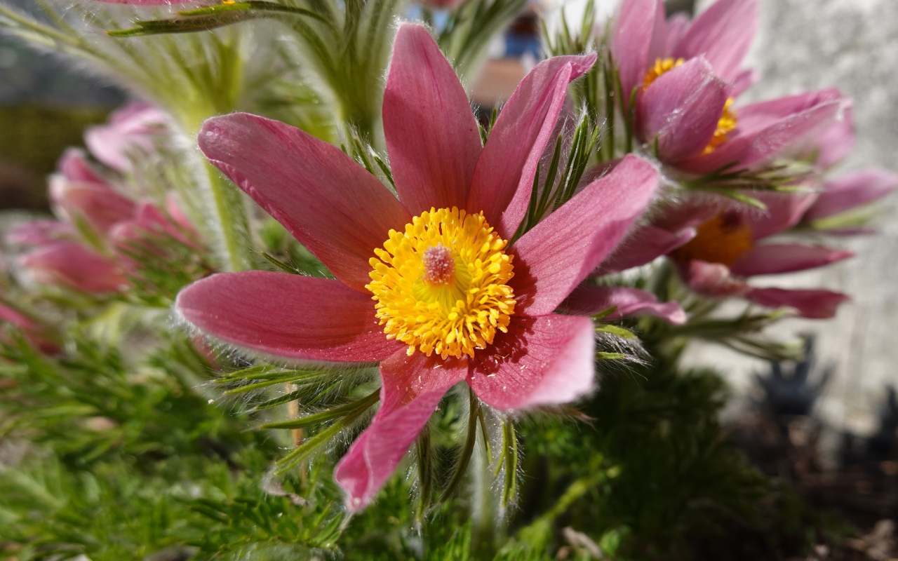 Красивые осенние цветы прострел