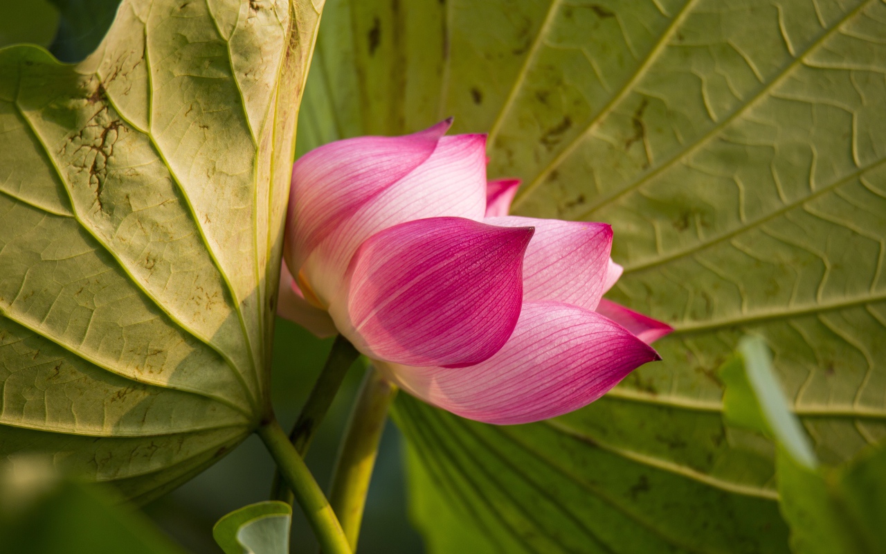 Красивый нежный розовый цветок лотоса в зеленых листьях