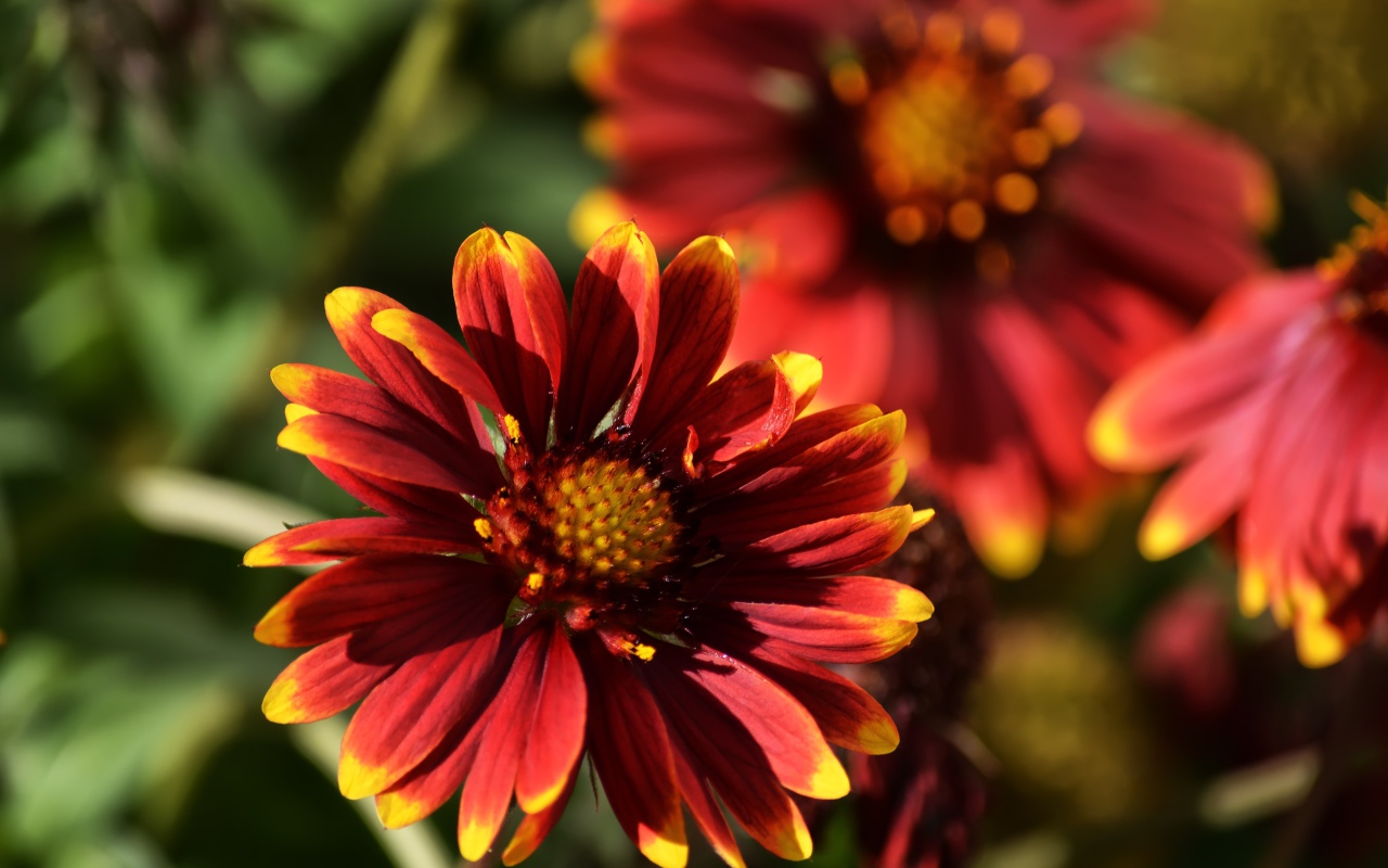 Красивый огненный цветок Гайлардия