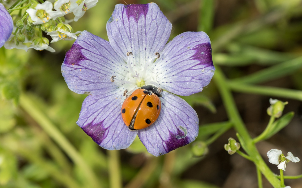 Красивый цветок гипсофилы с божьей коровкой 