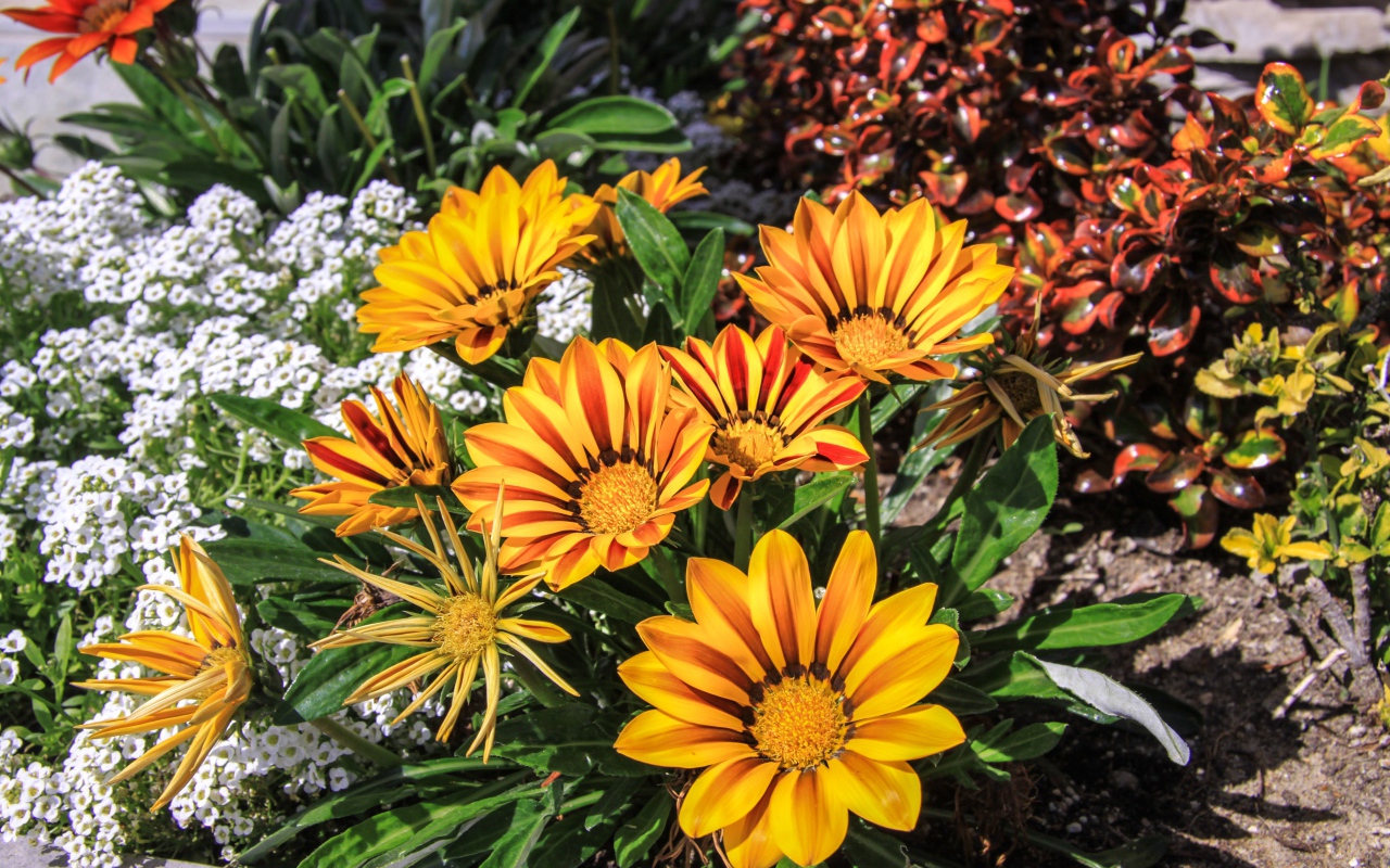 Красивые оранжевые цветы газания на клумбе