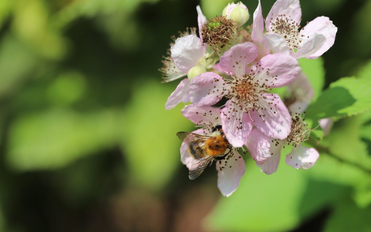 Красивые розовые цветы яблони крупным планом