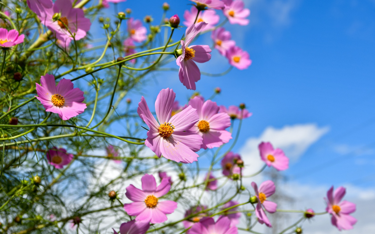 Красивые розовые цветы космея с бутонами на фоне голубого неба