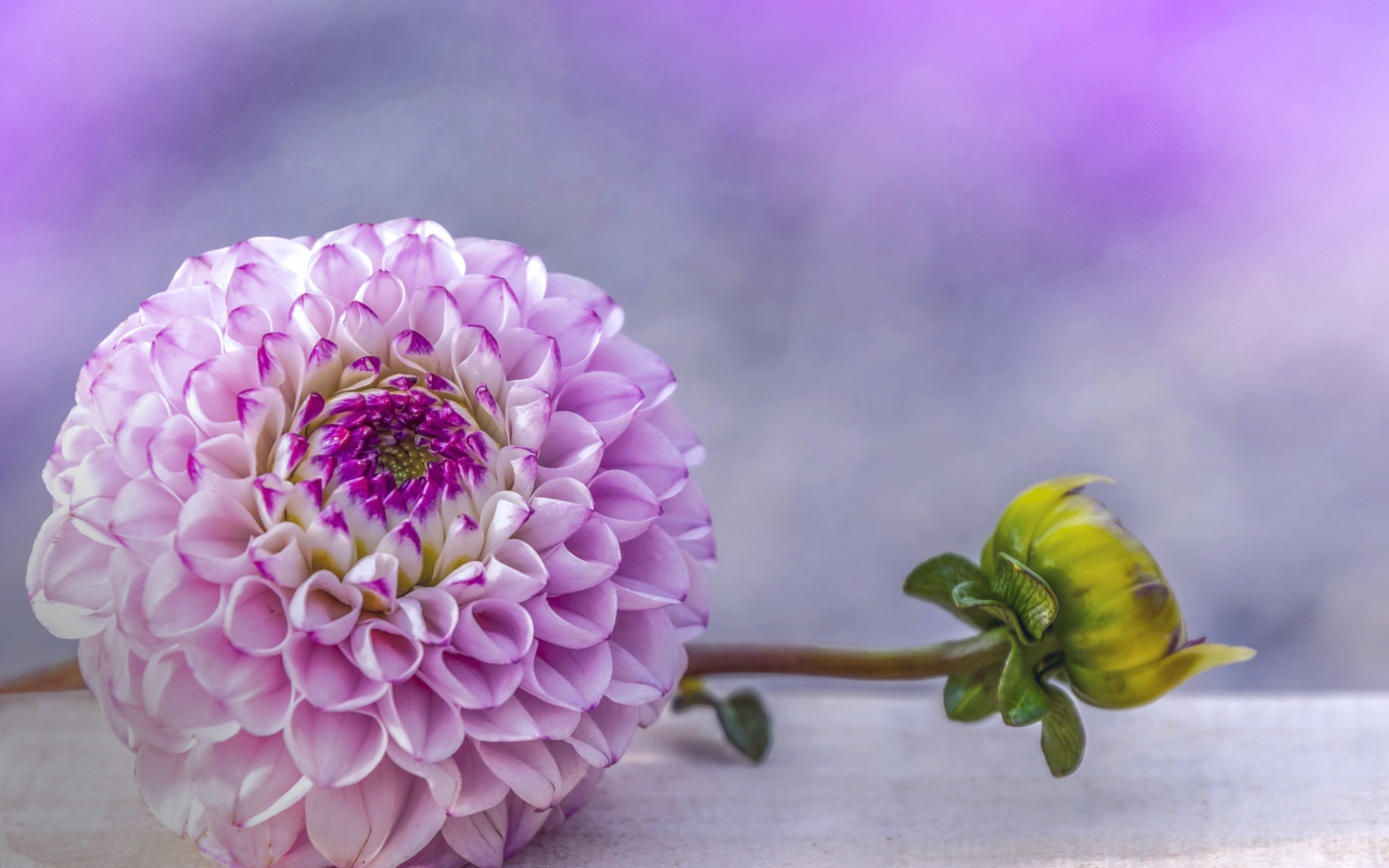 Красивый пурпурный цветок георгина с бутоном