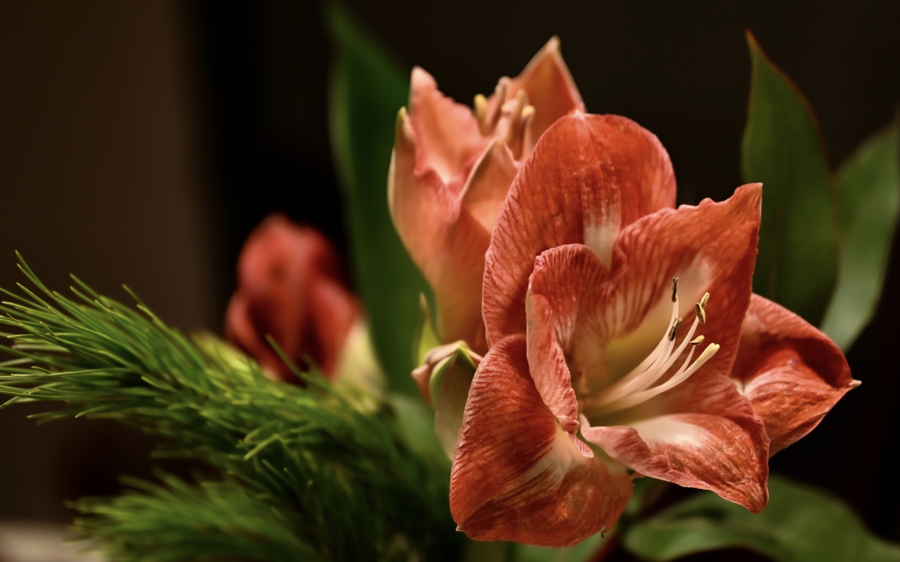 Красивый  красный цветок амариллиса с веткой ели