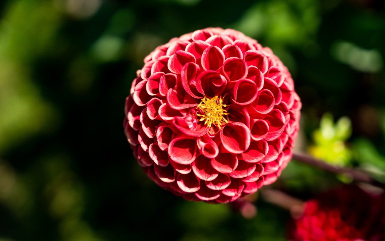 Красивый красный цветок георгины с желтой серединкой